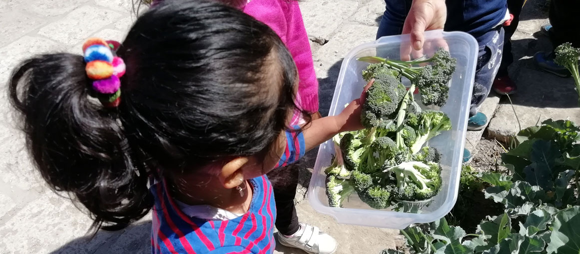 Cosechando brócoli