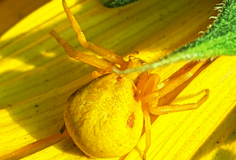 Desafío AEFE – Ciencias de las Américas – «Pequeños bichos en mi colegio» / Défi des Sciences des Amériques de  l’ AEFE – “Des petites bêtes dans mon école”