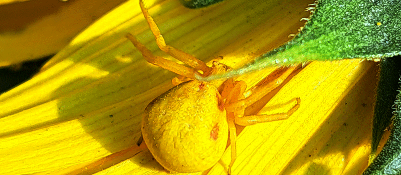 Refugios para insectos